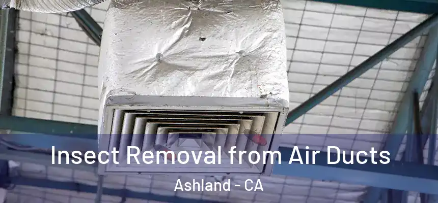 Insect Removal from Air Ducts Ashland - CA